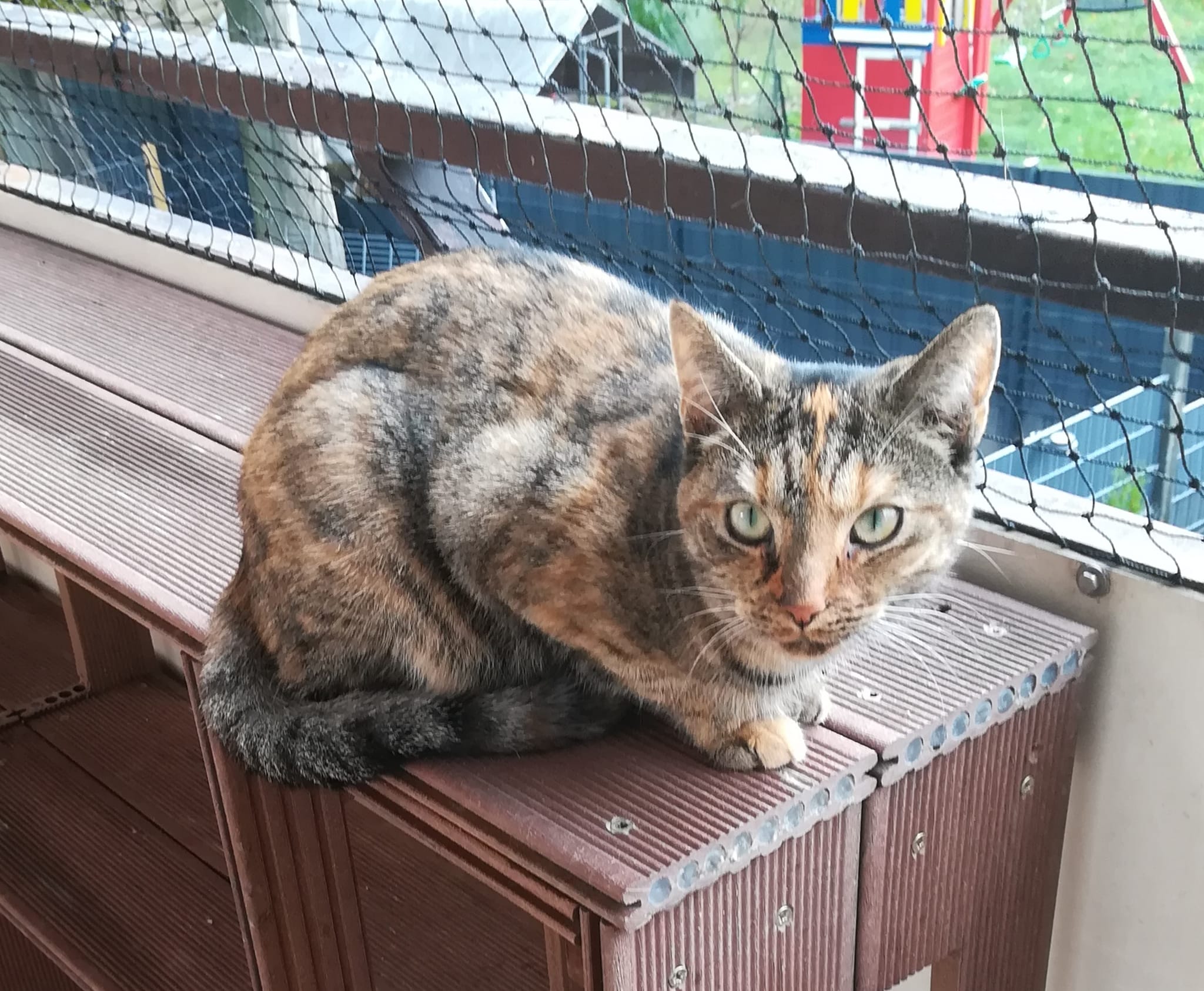 Renovierung des Katzenbalkons