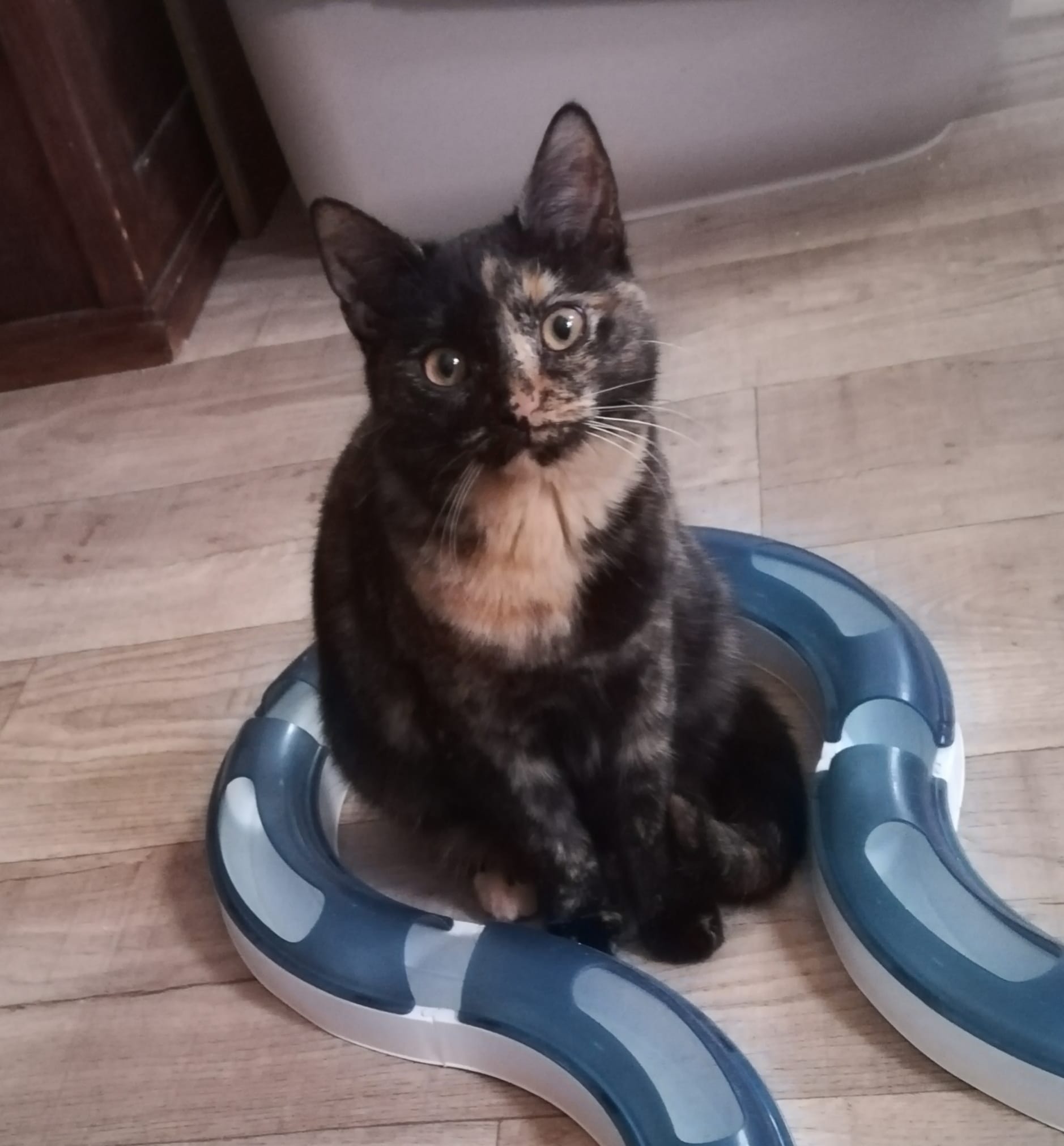 Ronja und Rosi ziehen um