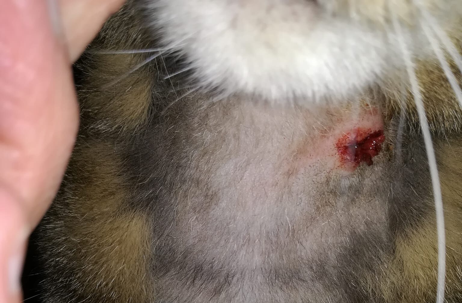 Mo’s Sonde wurde gezogen