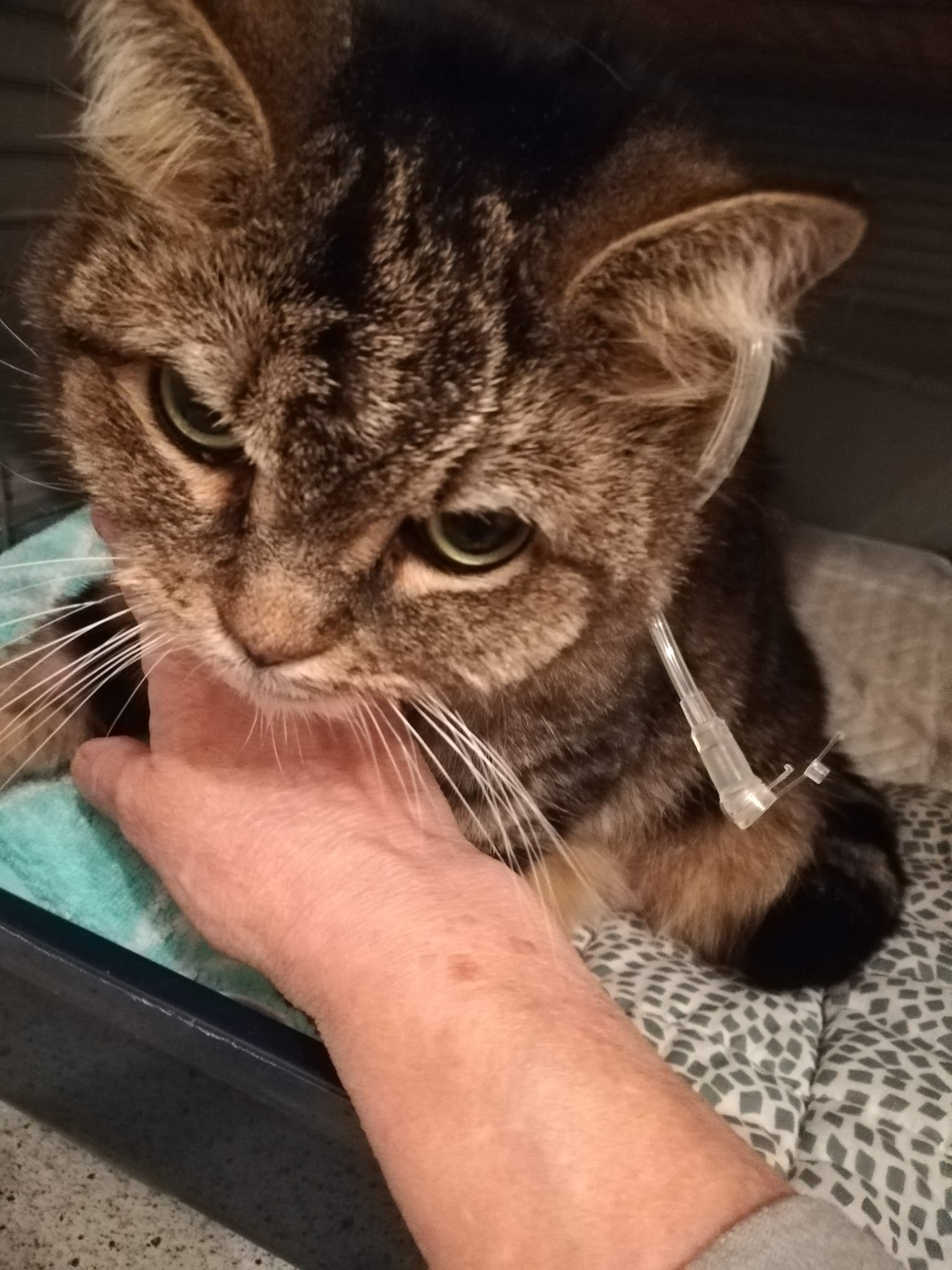 Mo und seine Behandlungskosten