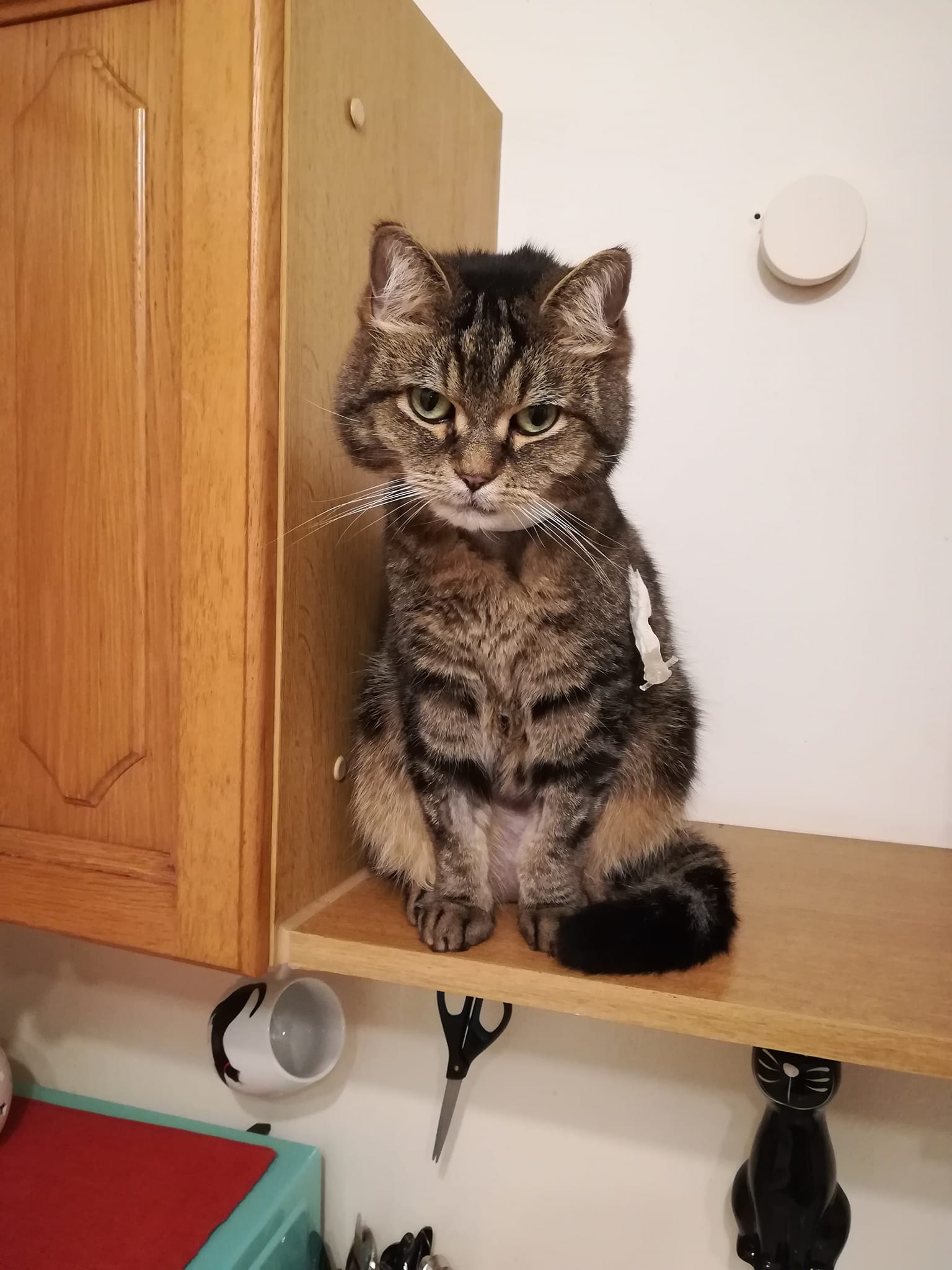 Miezer Mo schickt Grüße