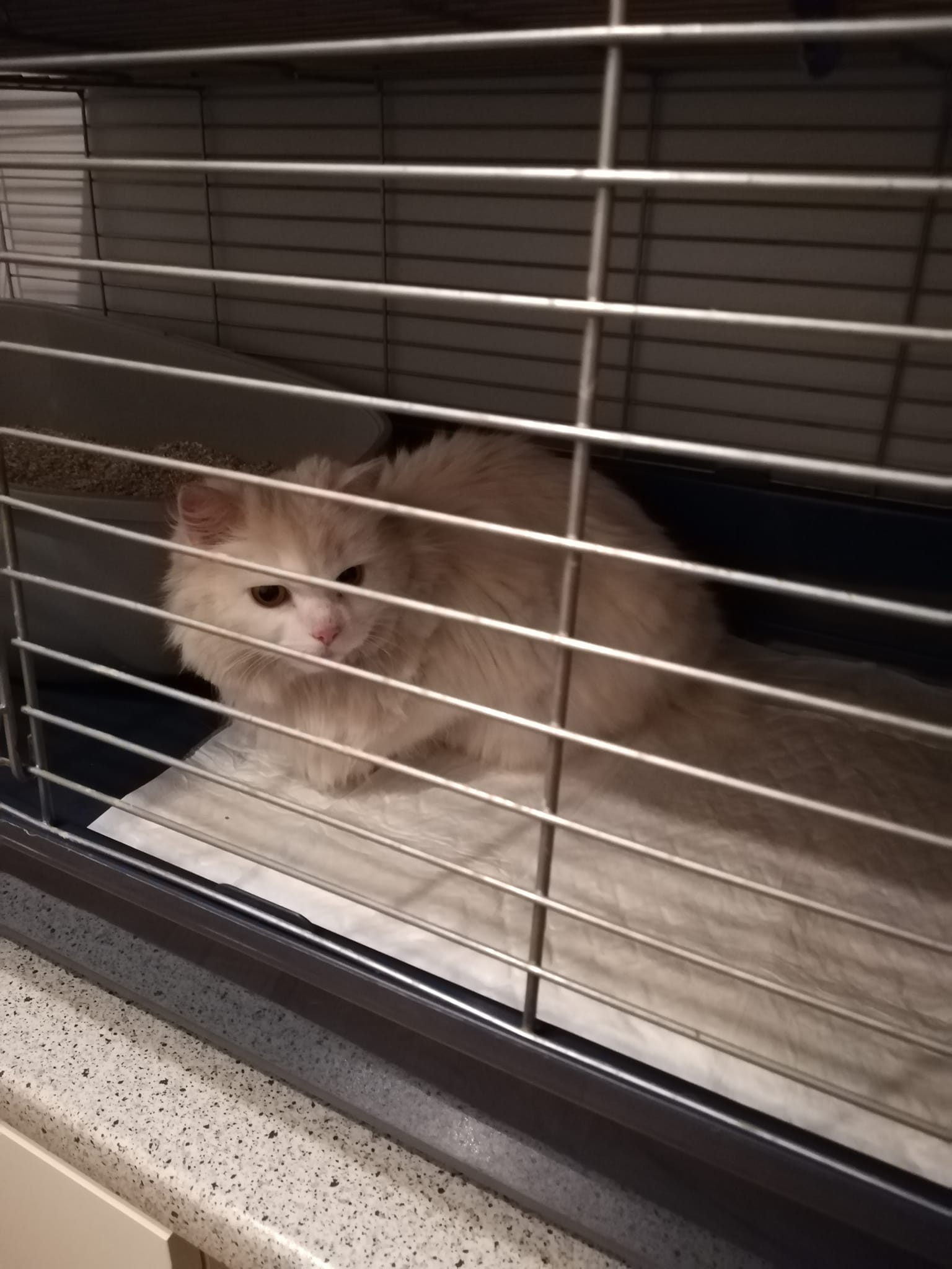 Katze gefunden in Waltrop