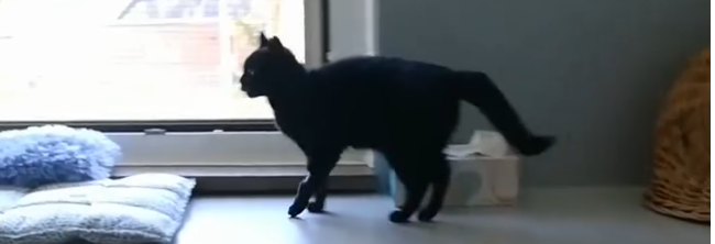 Neuer Zugang im Miezenrudel