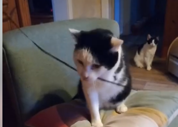 Dreibein Wanja im Spielemodus