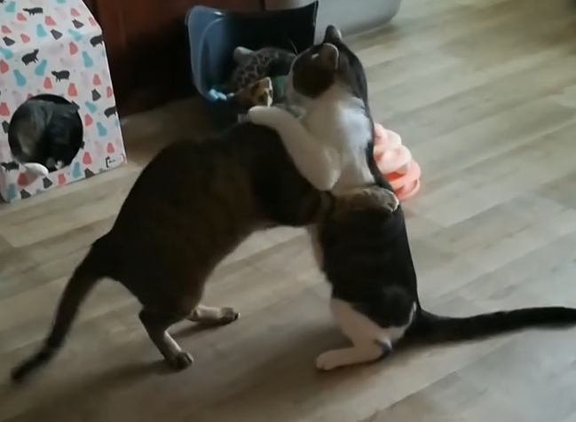 Pack schlägt sich, Pack verträgt sich