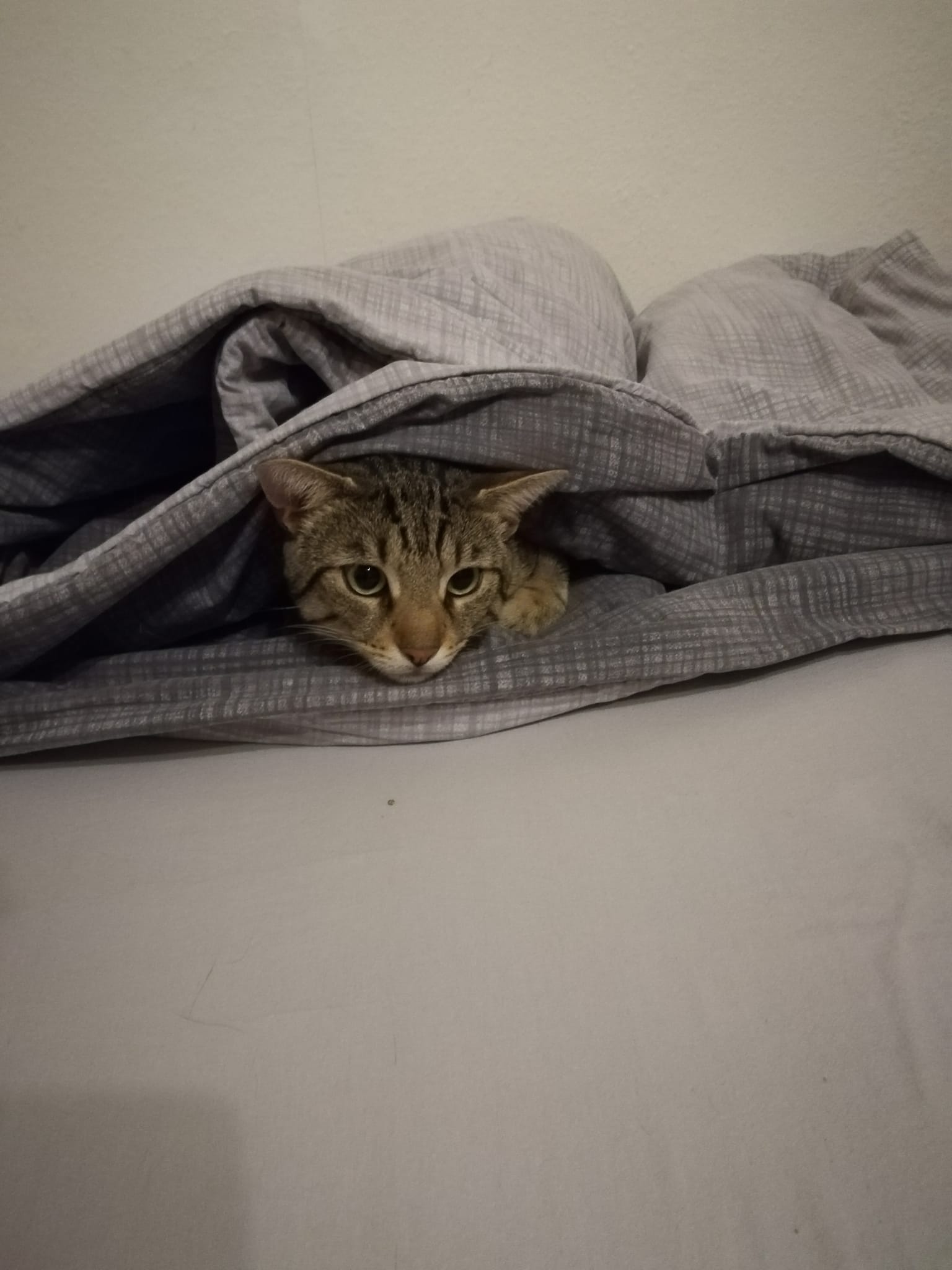 Eine bitte von Clärchen und Conrad