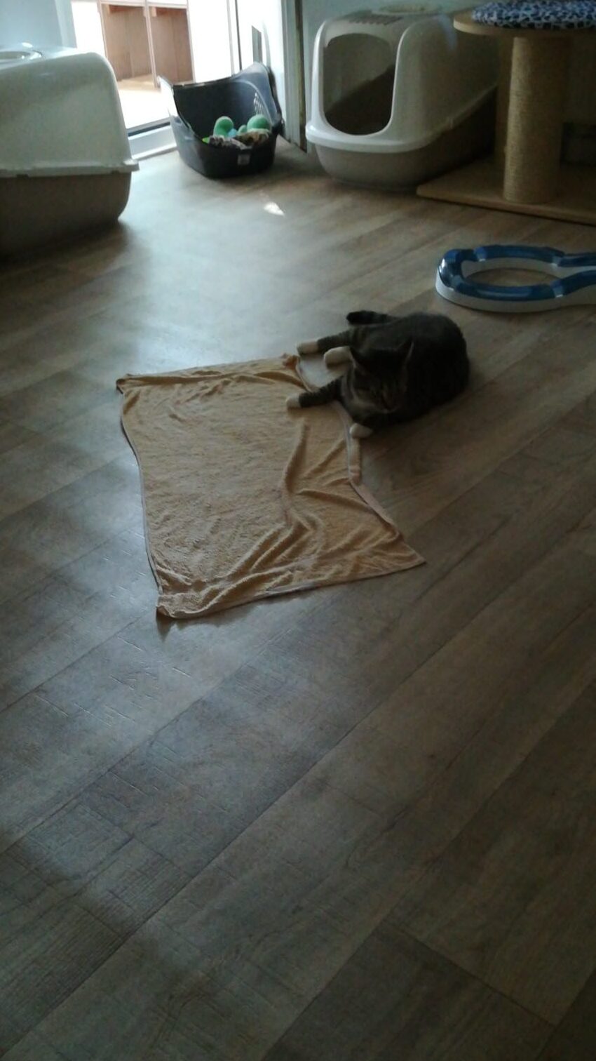 Nasses Handtuch zum kühlen