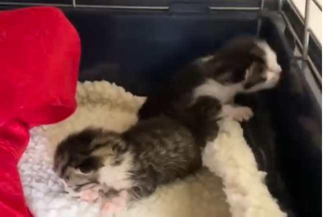 Unsere Minis machen sich