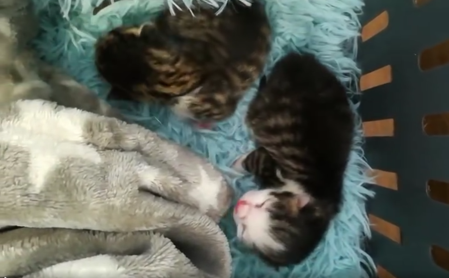 Daumen drücken für Suse und Siri