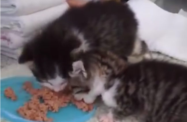 Futter für die Kleinen