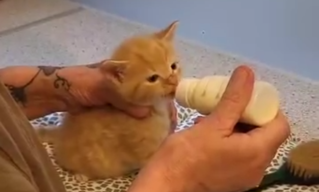 Kleiner Kater – großer Hunger