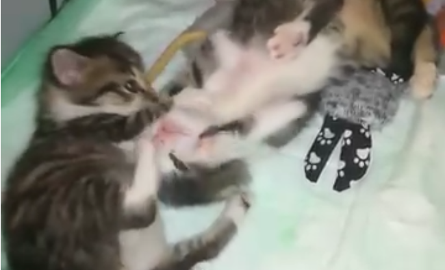 Siri und Suse entdecken die Welt