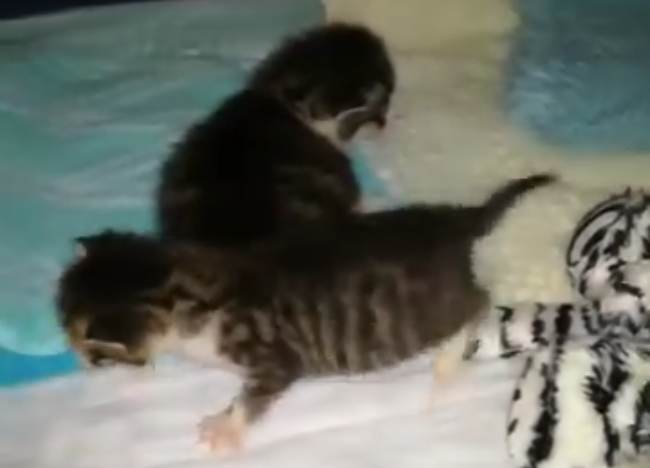 Unsere Zwerge Suse und Siri