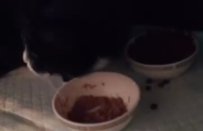 Kater Carlo hat Kohldampf