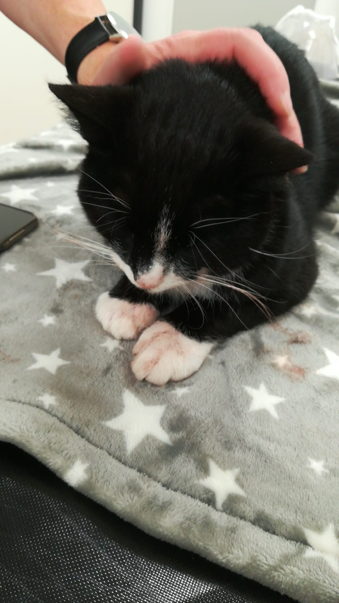 Kater Carlo hält die Welt in Atem