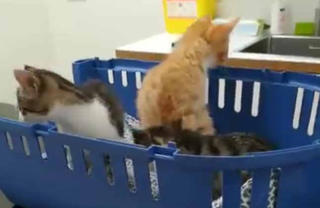 Drei Kätzchen und eine Impfung