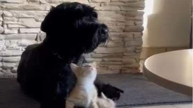 Nemo im neuen Daheim