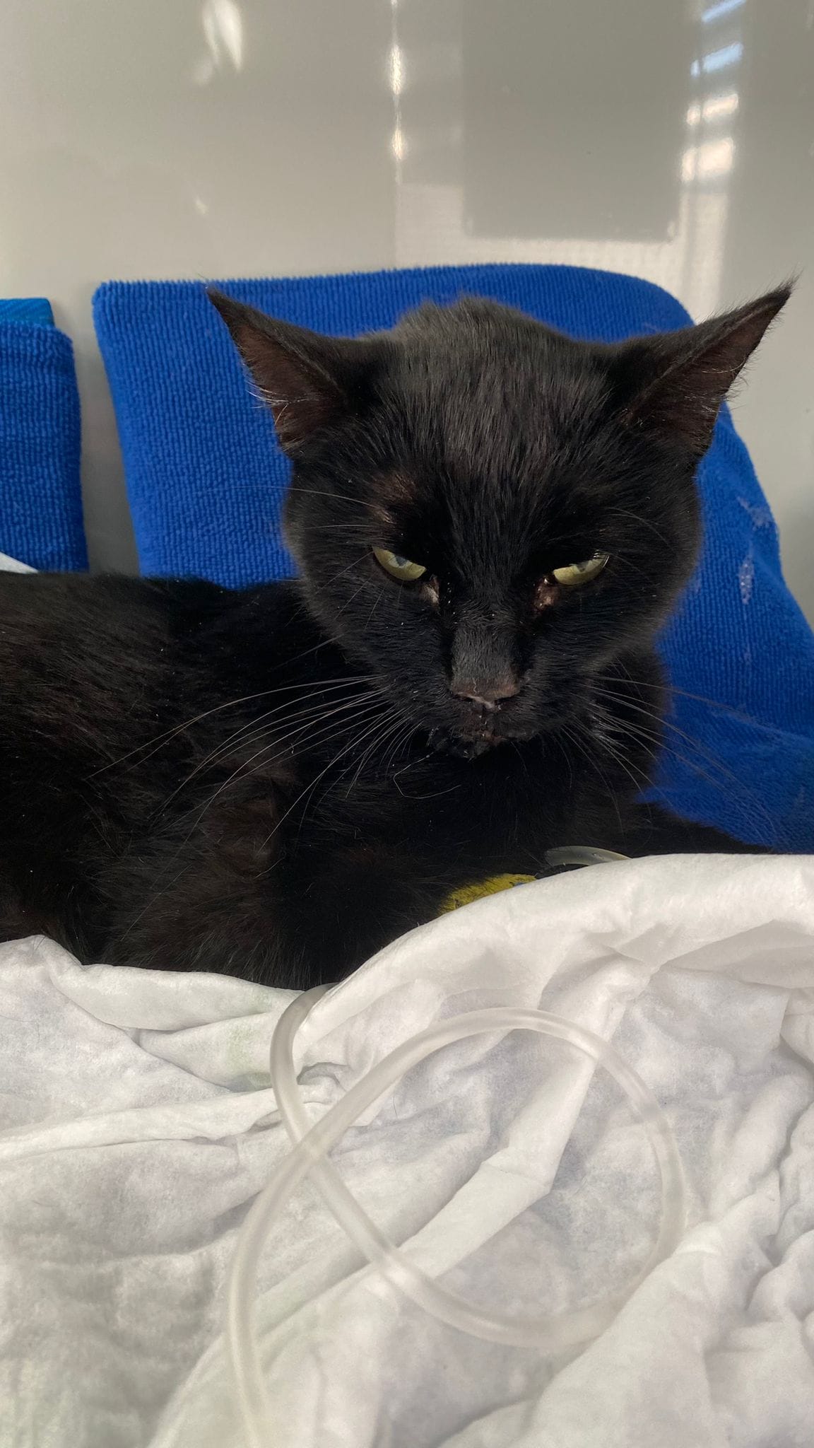 Neuer Notfall: Sunny