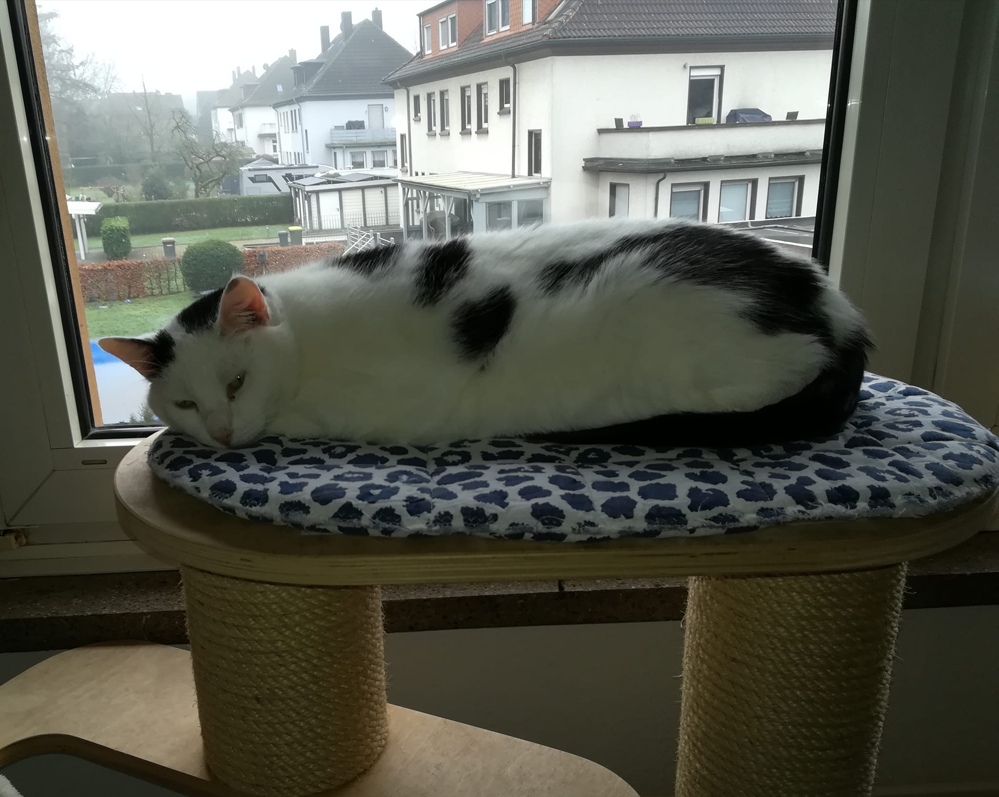 Januschs großer Tag