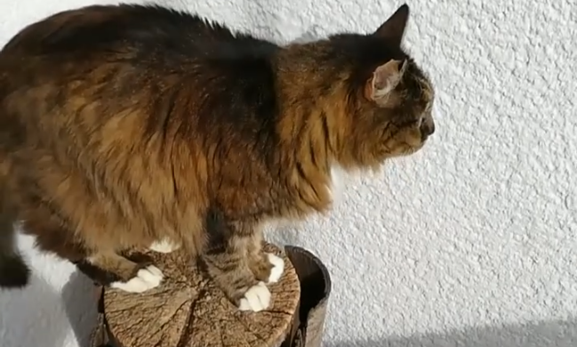 Ella hat sich eingelebt
