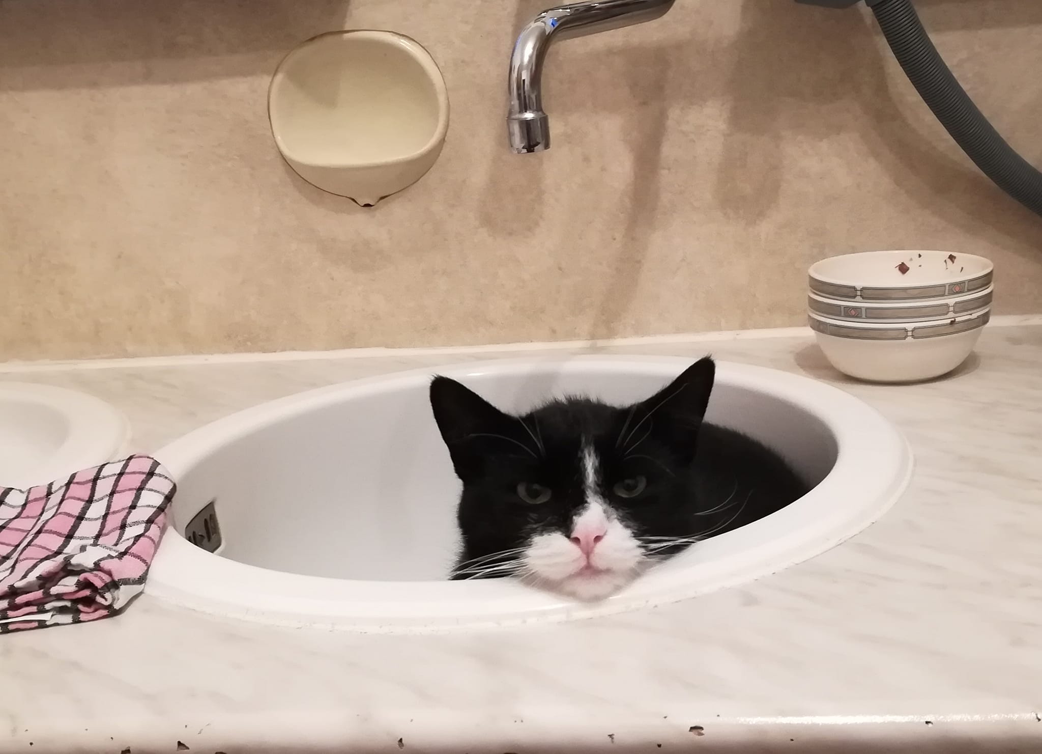 Kater Carlo