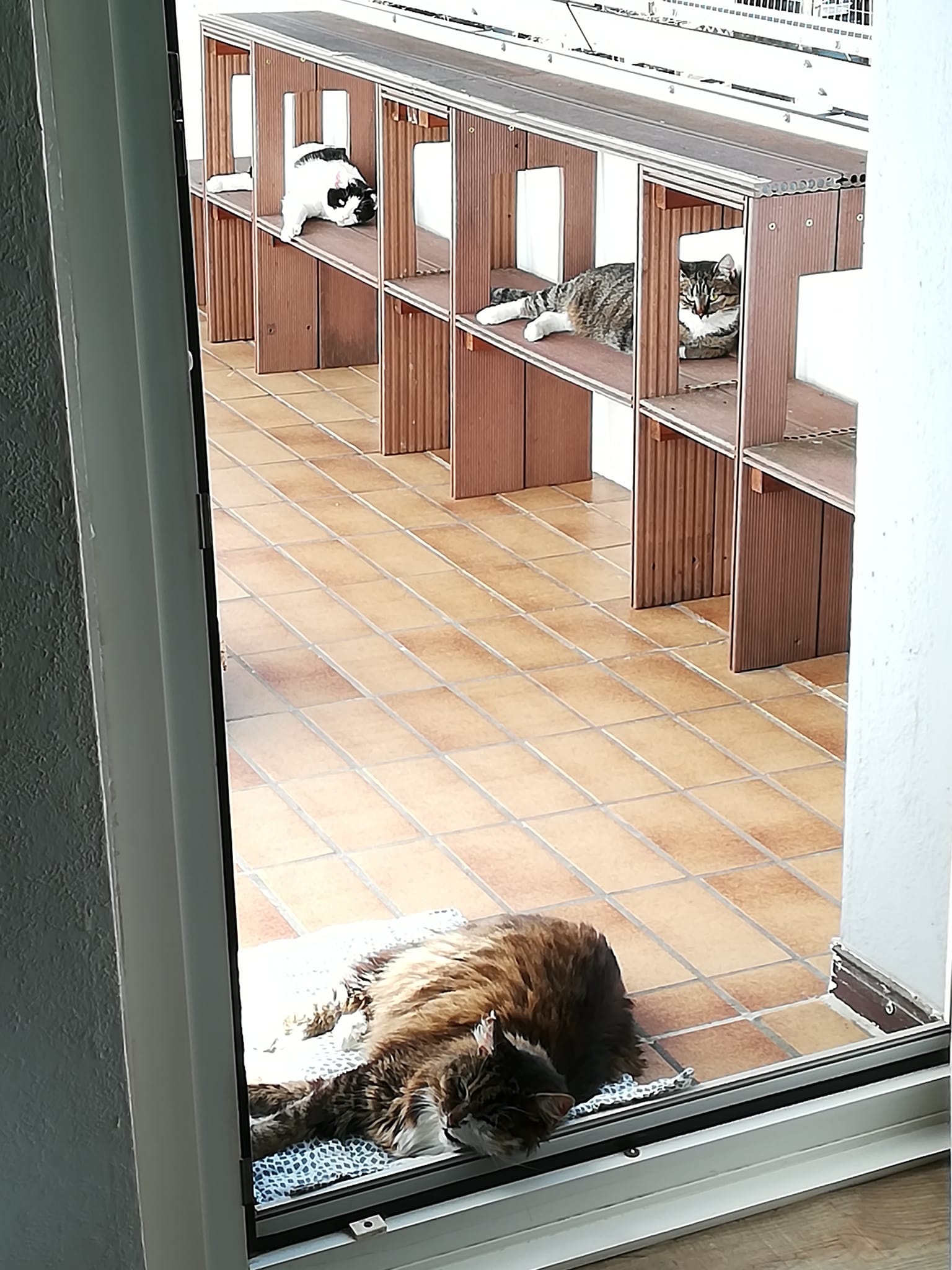 Katzen laufen mit Solarenergie