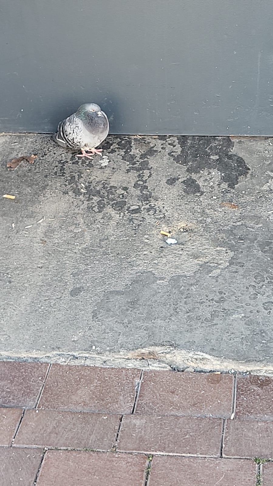 Verletzte Taube am Neumarkt