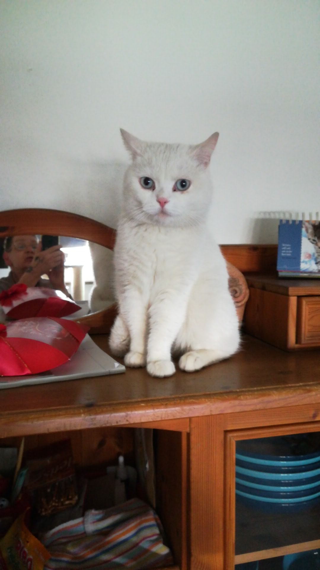 Echt oder Plüschkatze?