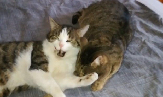 Sputnik und Conrad ziehen aus