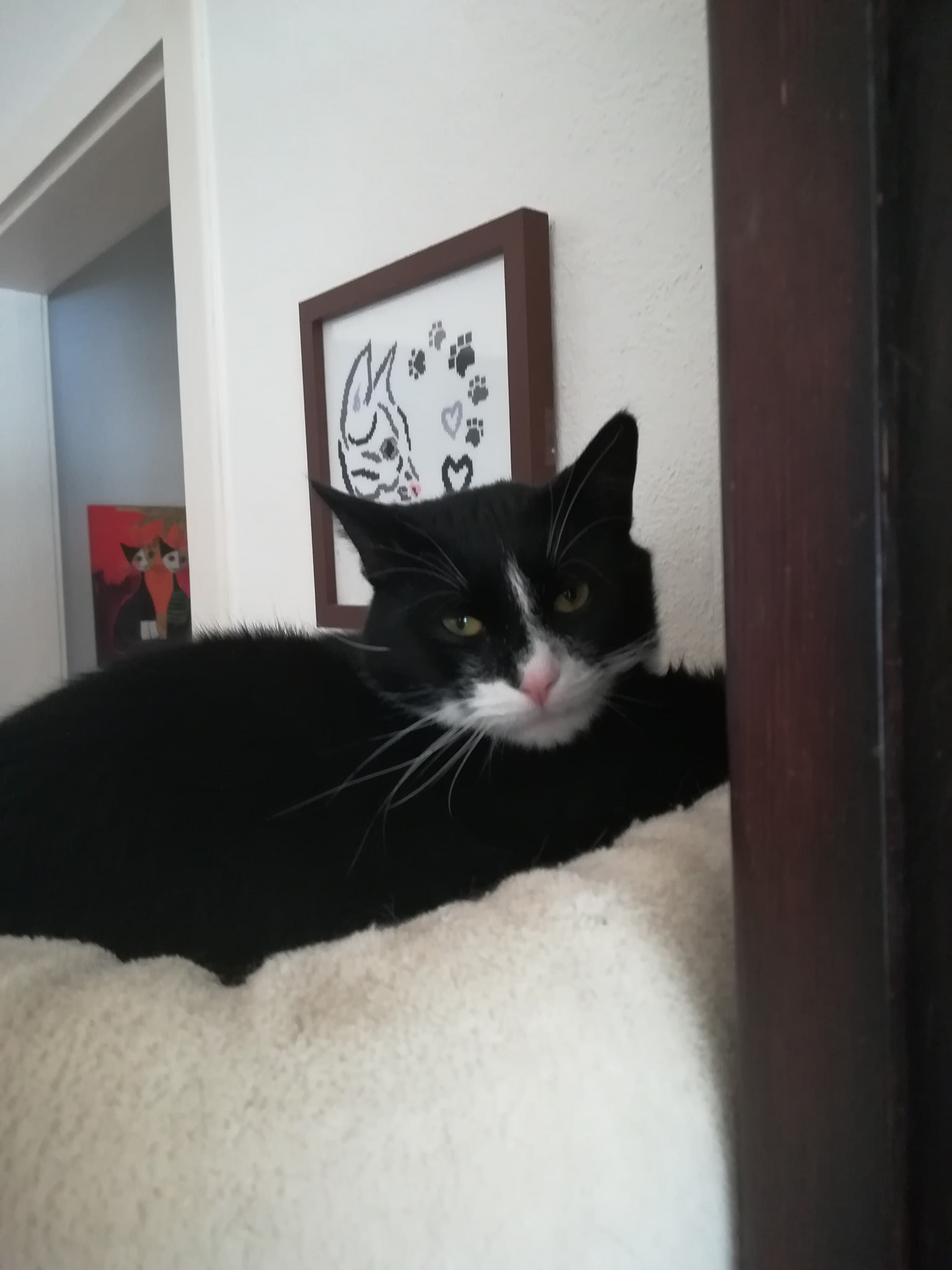 Kater Carlo sagt Danke