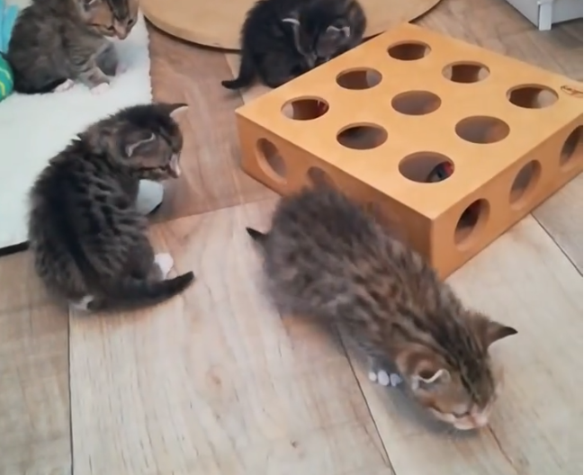 Das Kittenzimmer wird erkundet