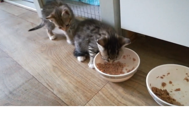 Futter für die Kleinen
