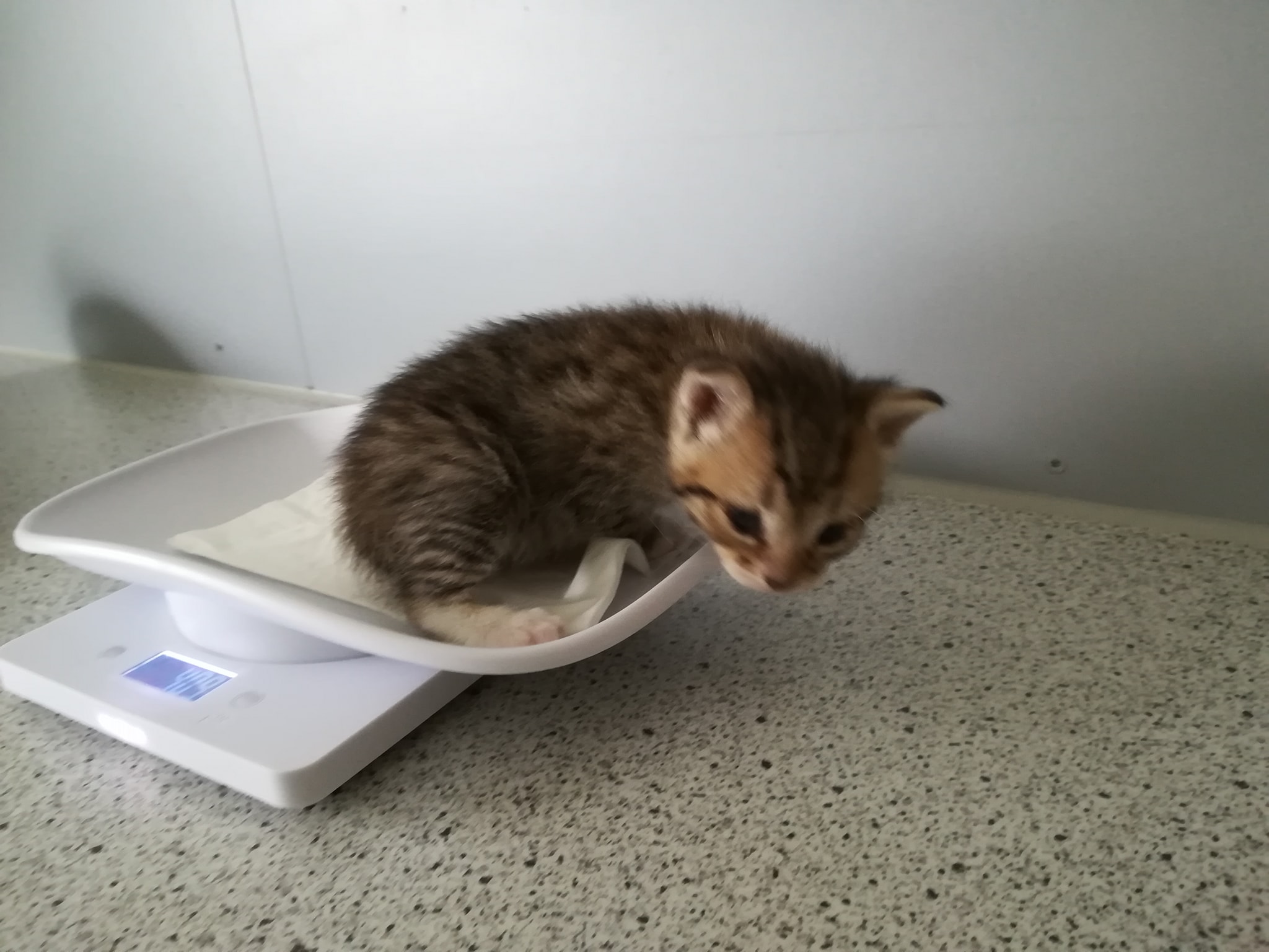 Die Kitten wünschen einen schönen Feier-(Vater-)Tag