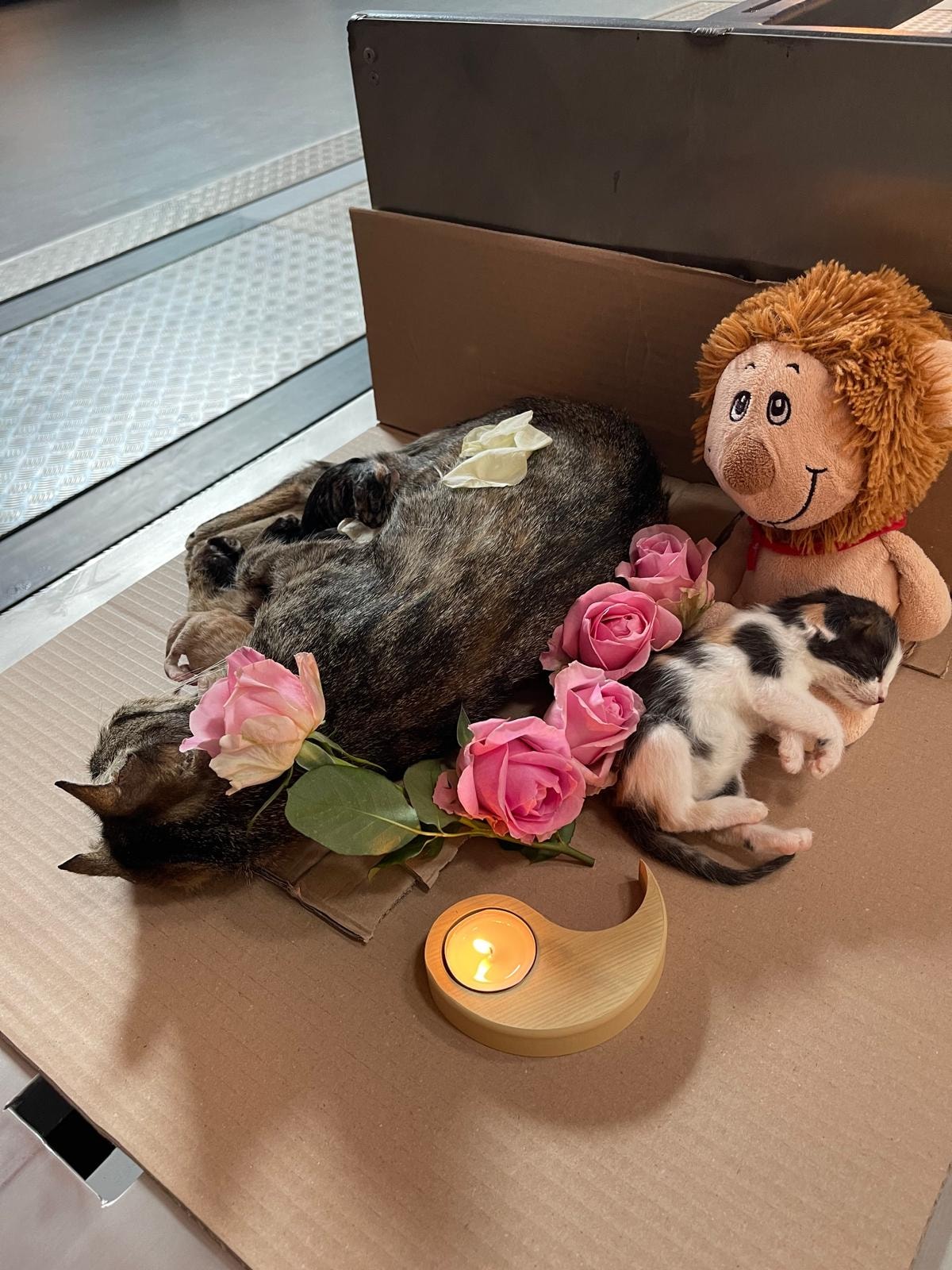 Betty, Henriette, Monty, Stöpsel und Sasu