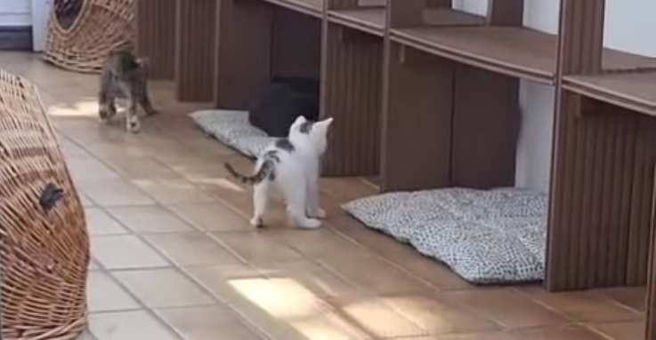 Kittentoberei auf dem Balkon