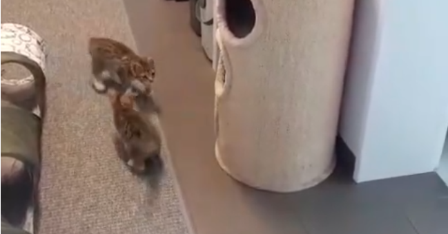 Briana und Bowie im neuen zu Hause