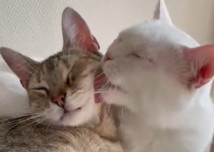 Mascha und Archie – ein Herz und eine Seele