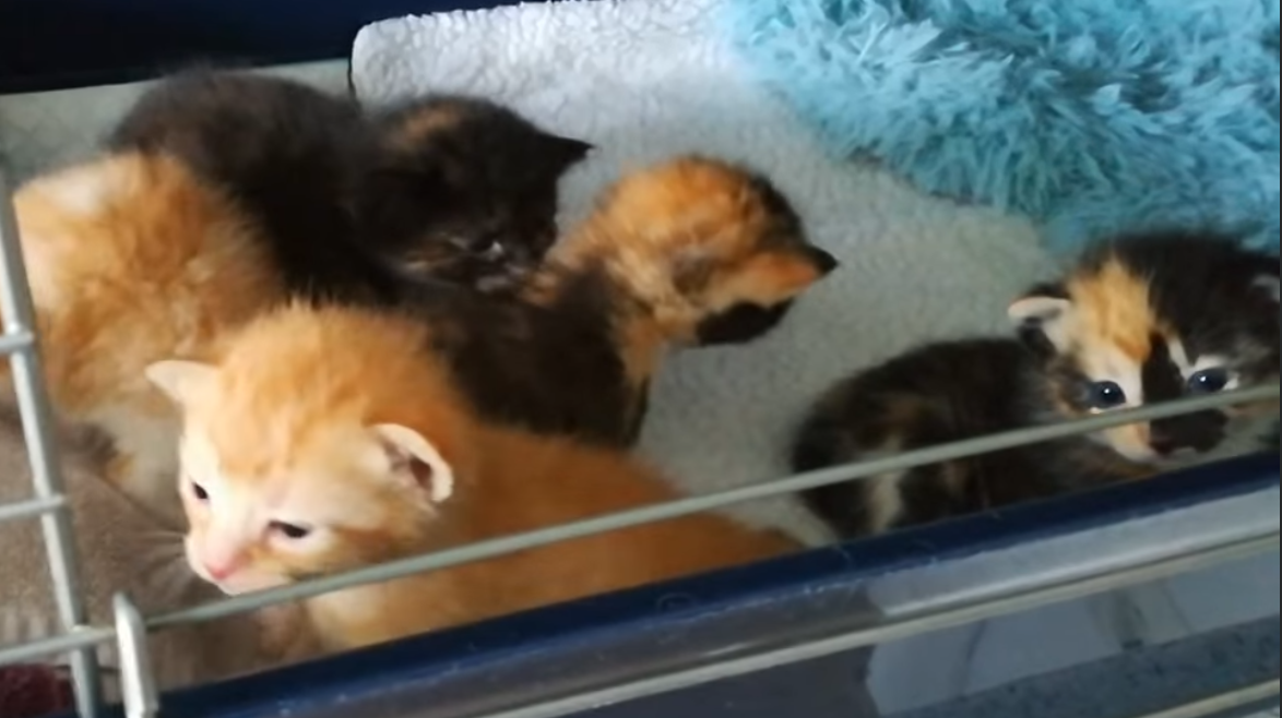 Wimmelflaschenkinder-Video