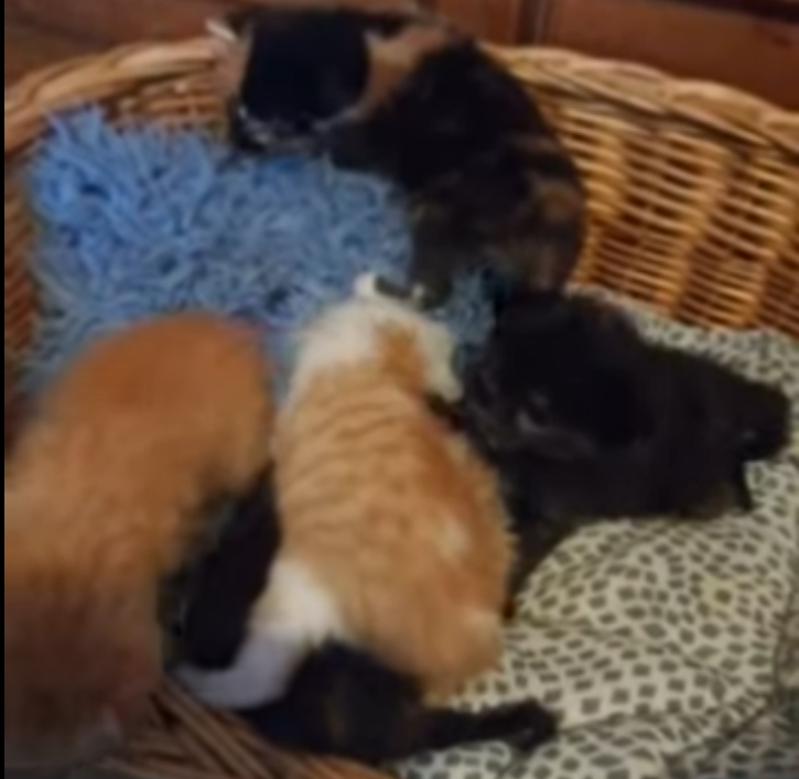 Ein Körbchen voller Glück