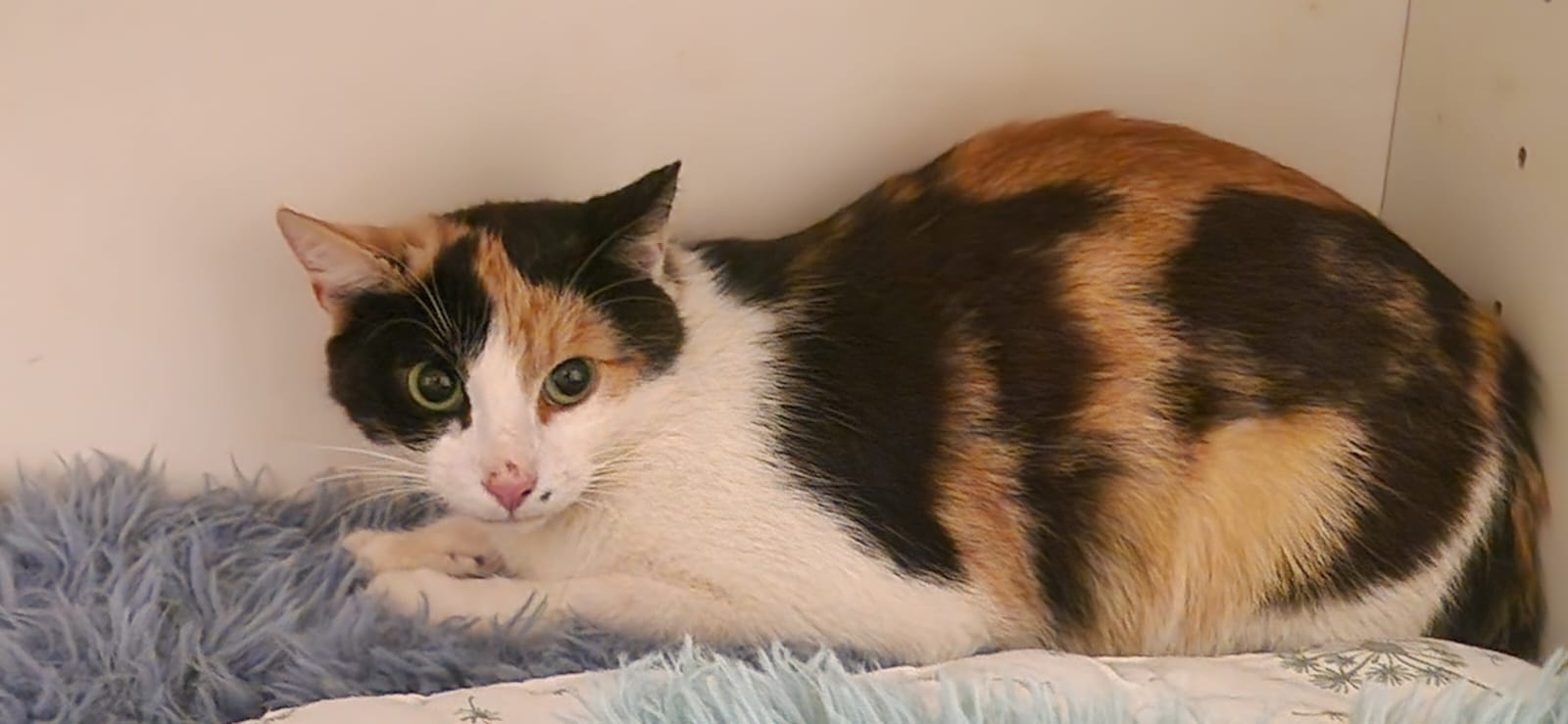 Die bunte Zelda und ihre Ableger