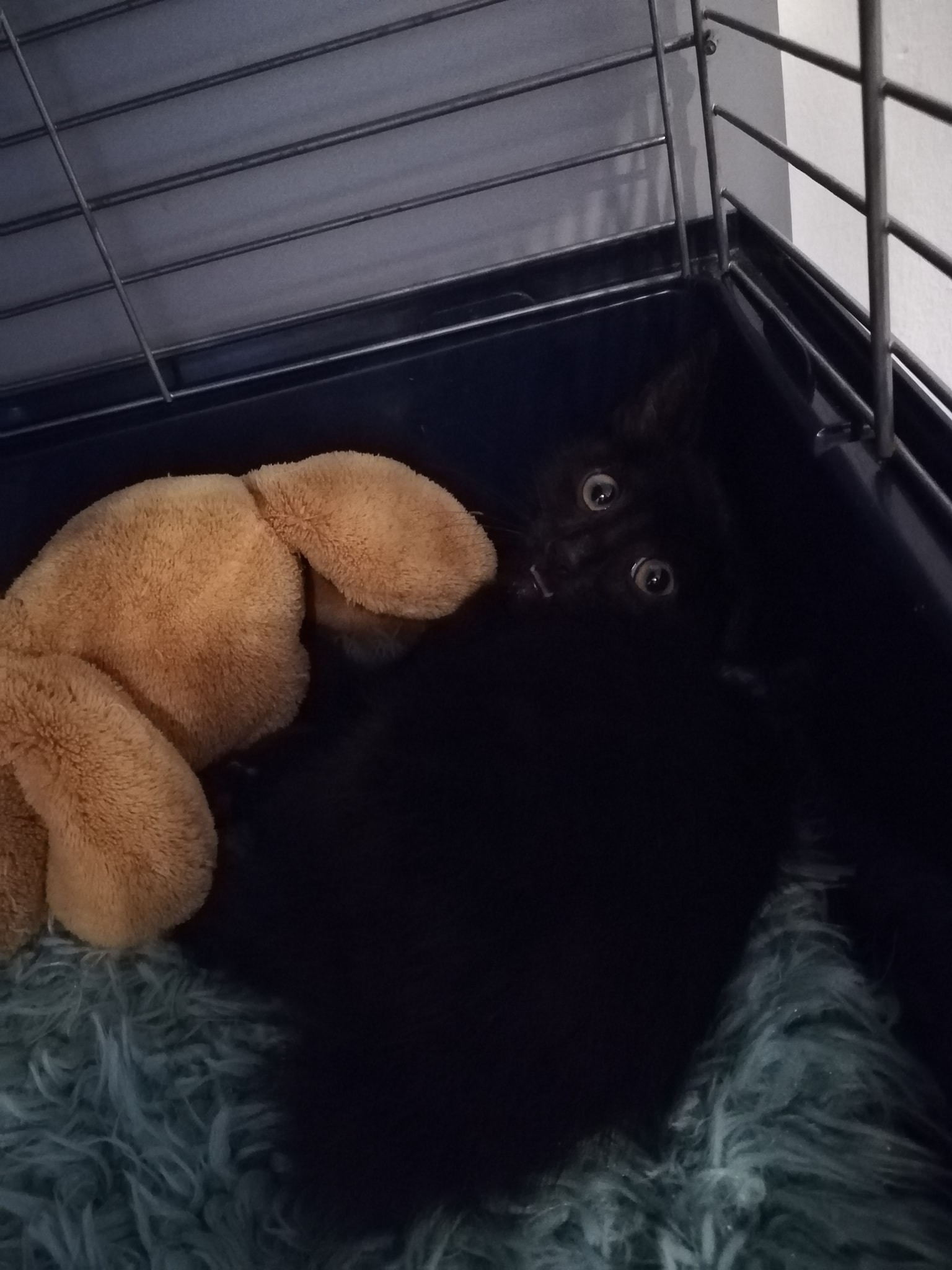 Name für die Black Lady