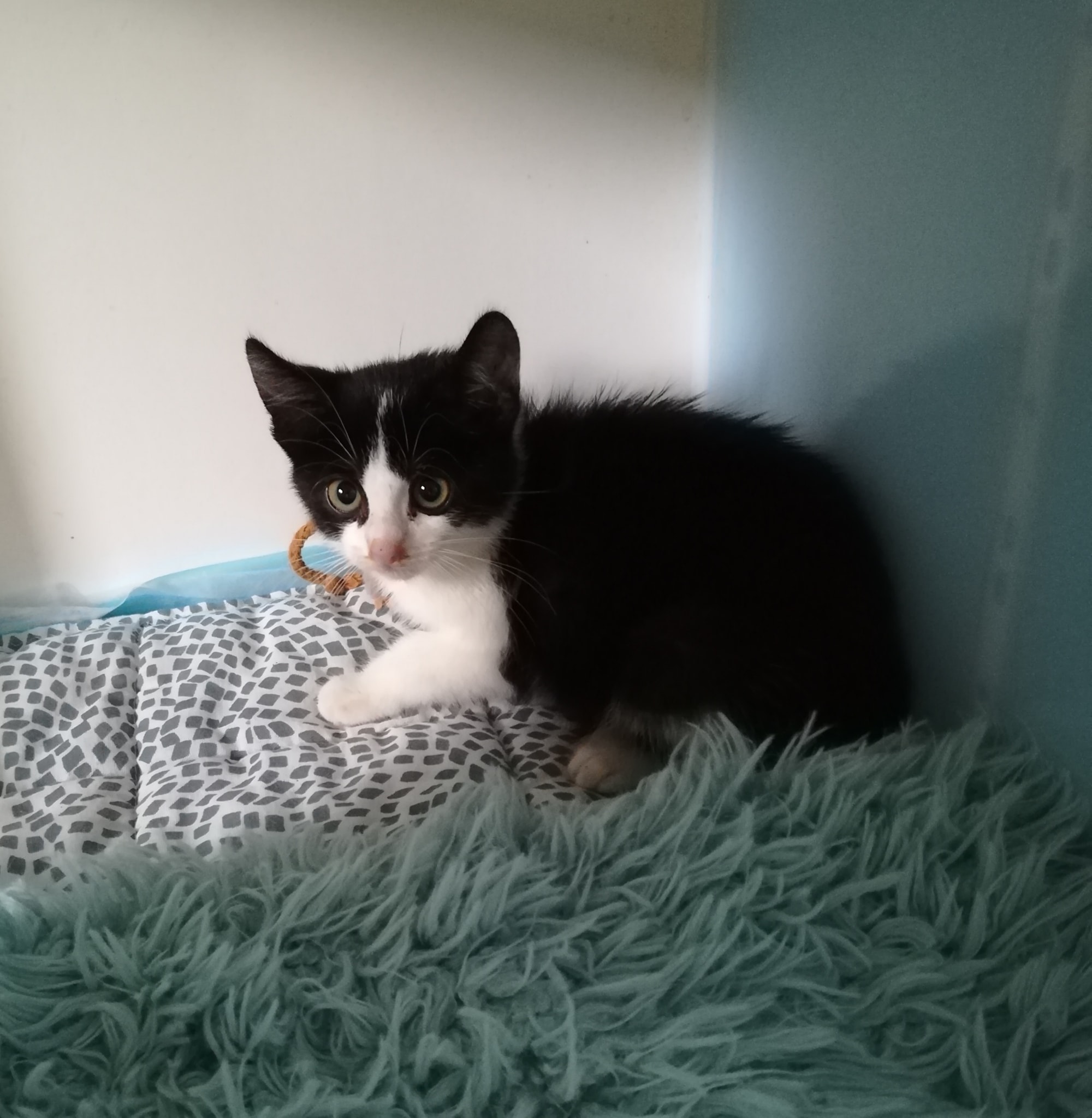 Heinrich. Der Erste?