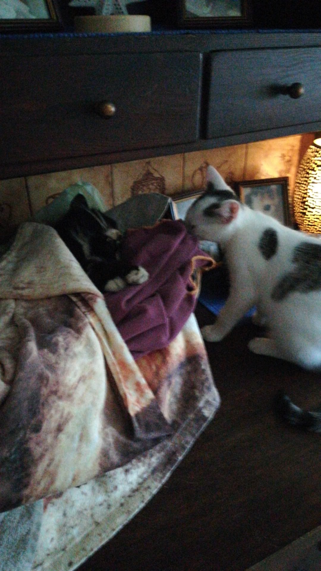 Ruhe sanft, kleine Bonni