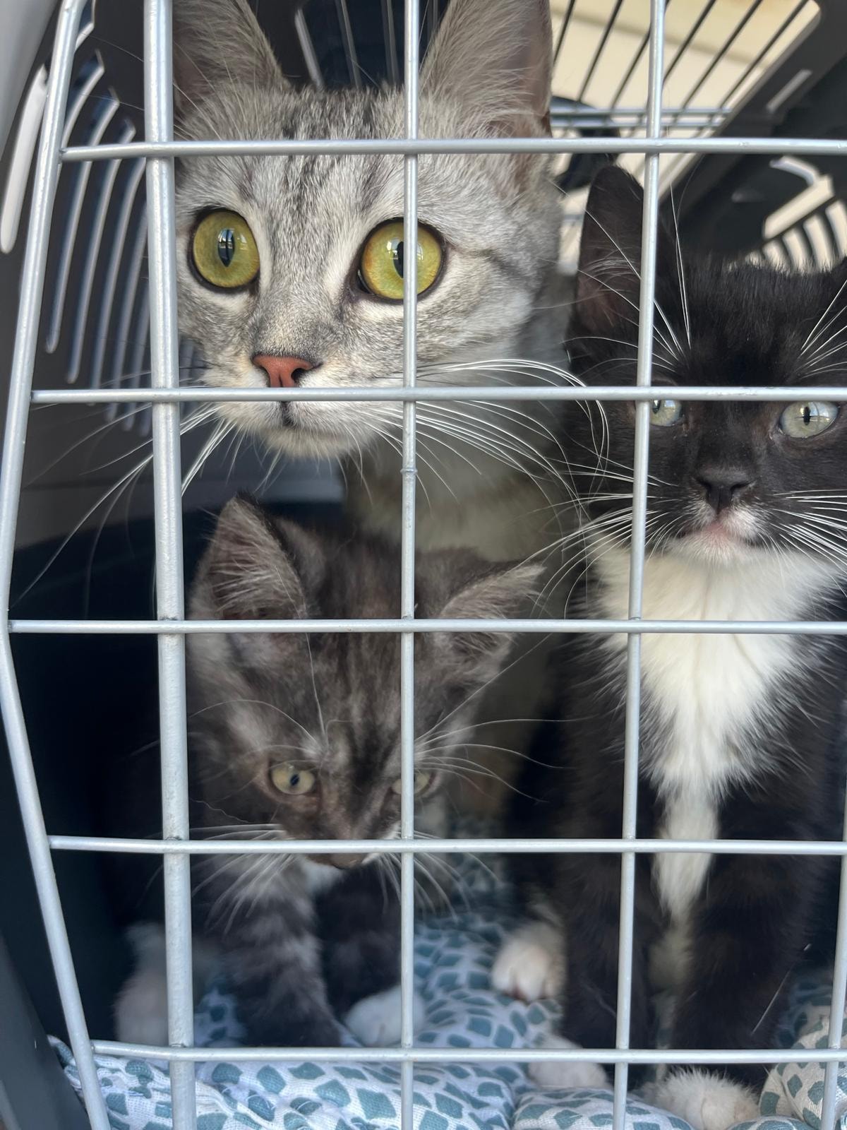 Impressionen aus der Tierarztpraxis