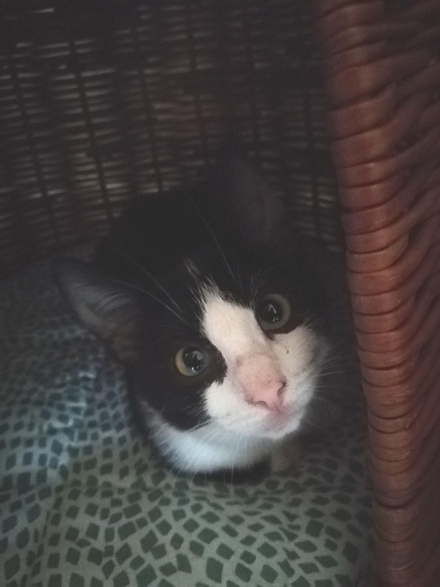 Shanna Update zur Lage