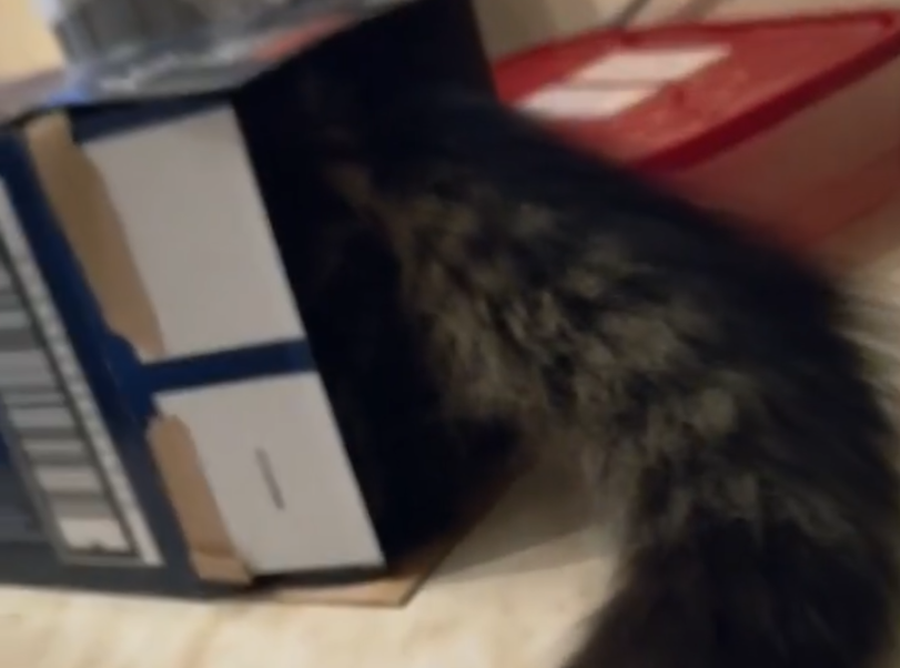 Flusenuschi liebt Kartons