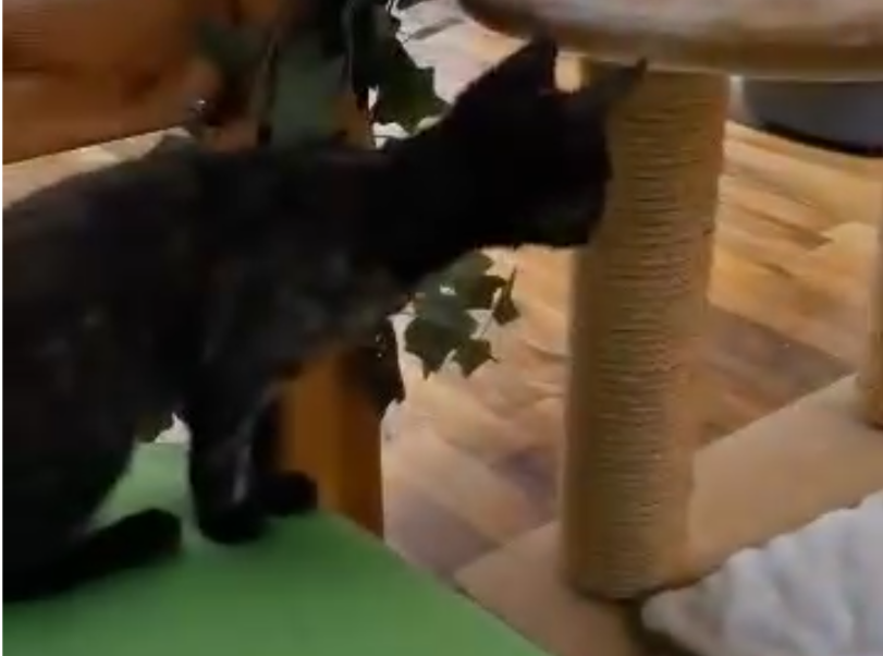 Adoption macht glücklich