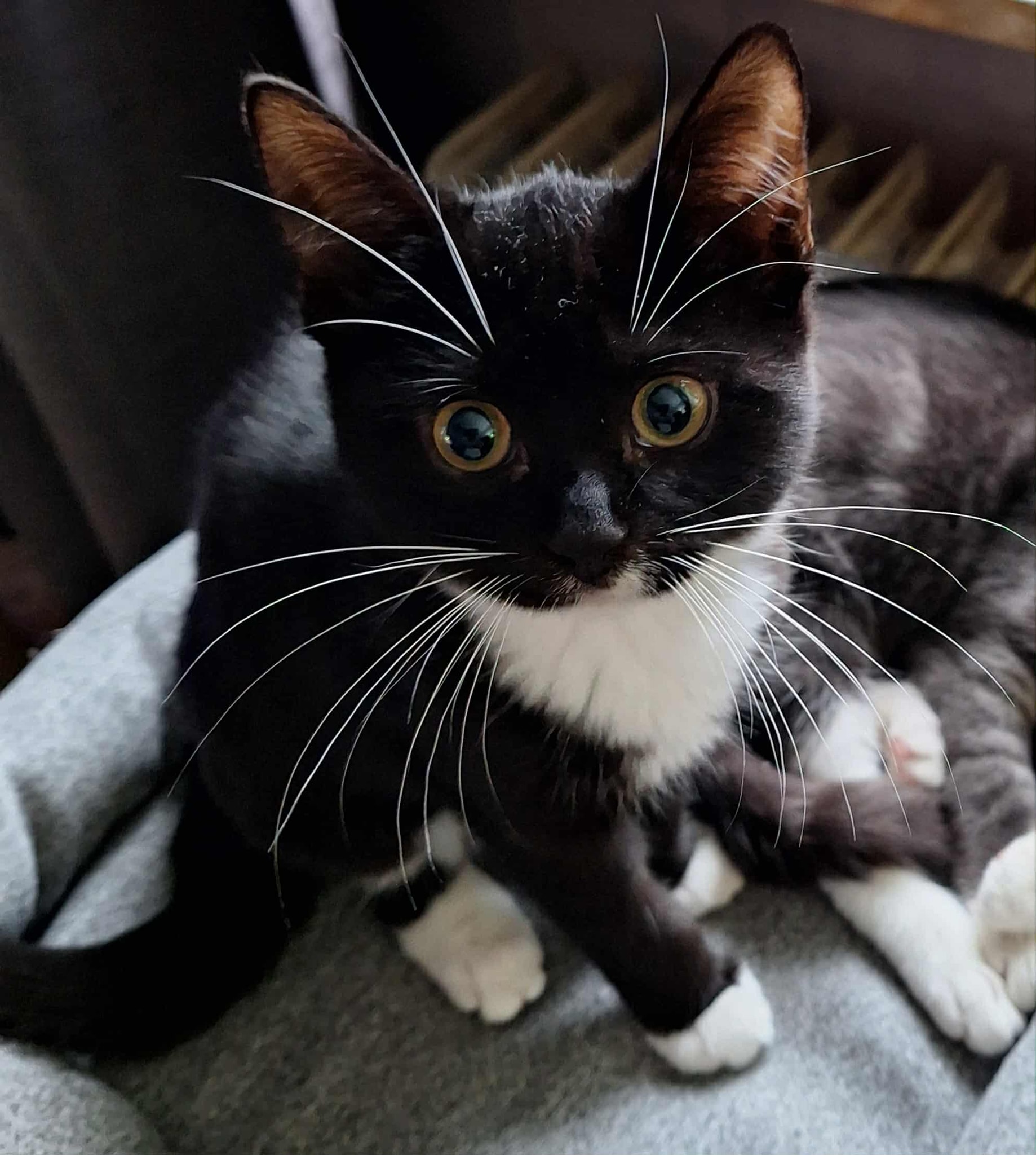 Fenja und Flora halten die Welt in Atem