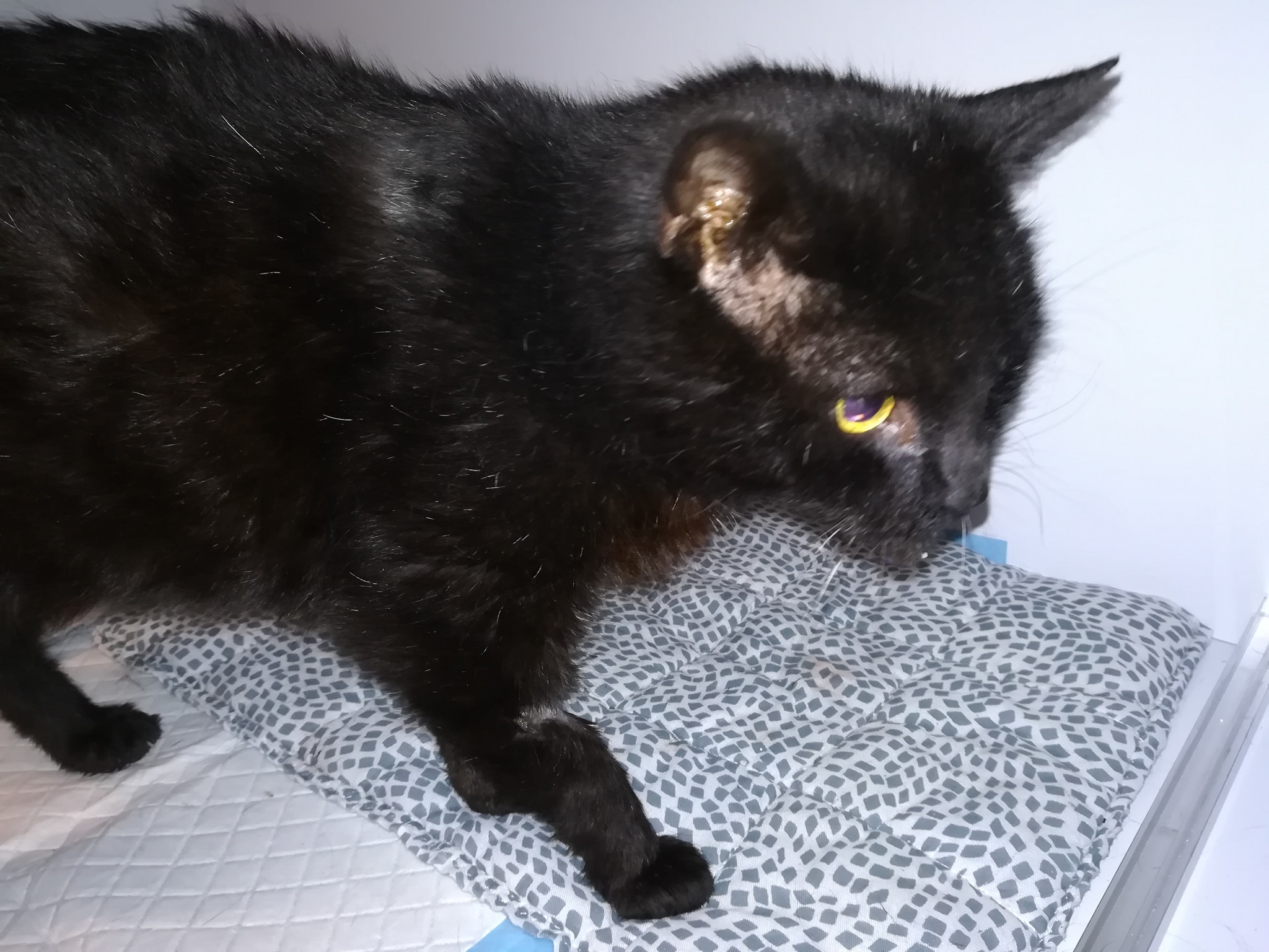 Haltersuche zu „Hubsi“