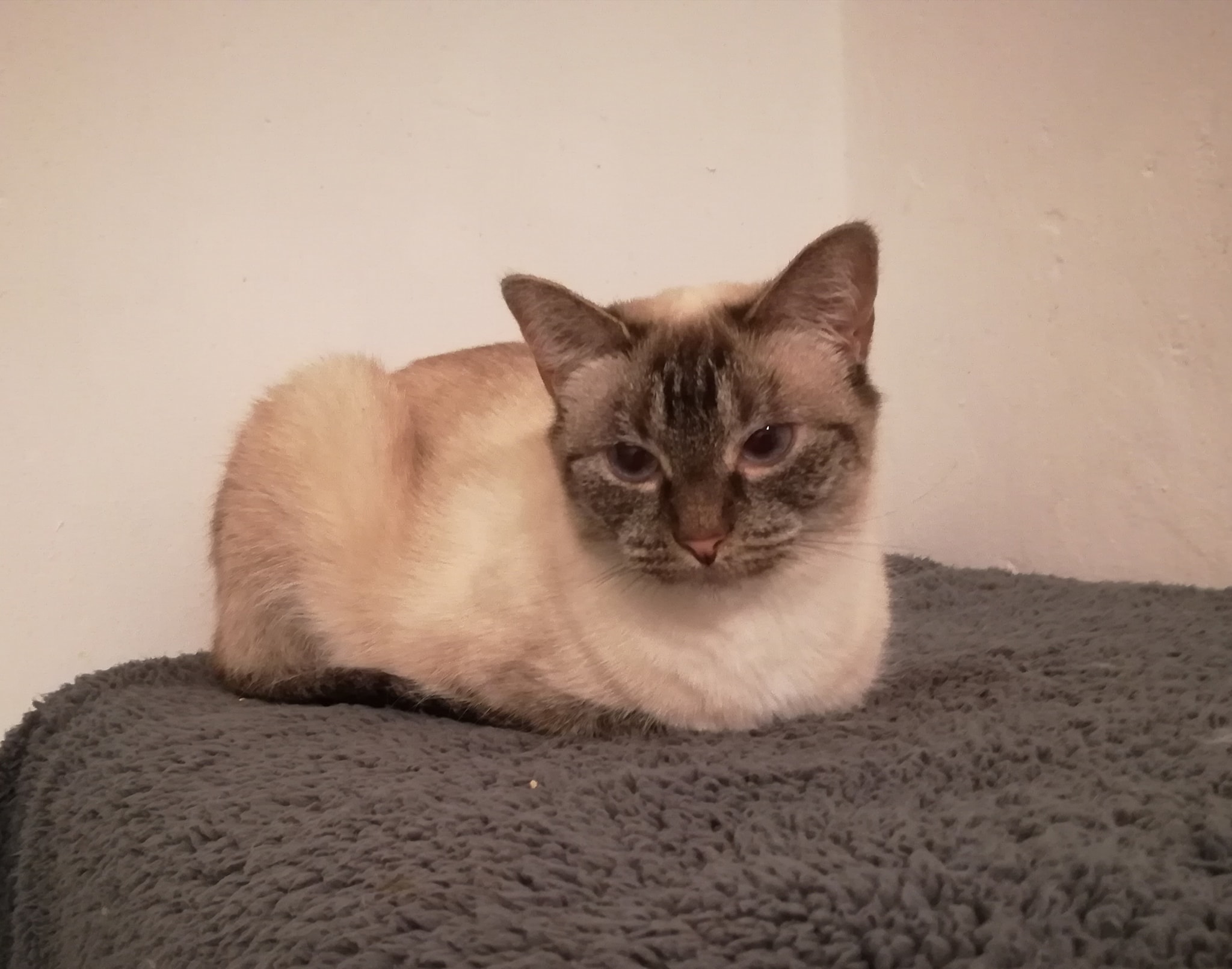 Geheimnisvolles Vivinchen